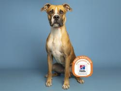 Shelter Stray Male Dog last seen 16TH ST / BASELINE, 5501 E Van Buren St, Phoenix, AZ 85008, USA