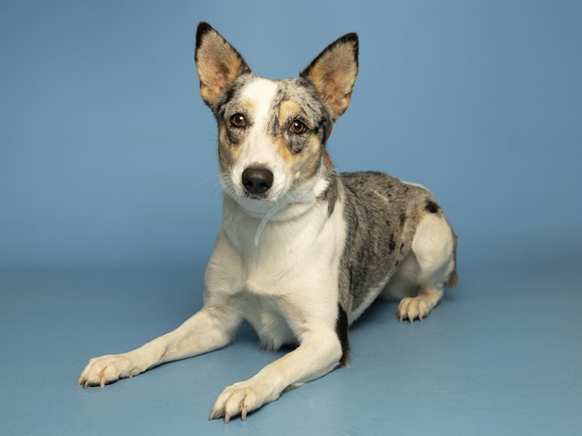 Shelter Stray Female Dog last seen S 27TH ST AND E MARGUERITE AVE, 5501 E Van Buren St, Phoenix, AZ 85008, USA