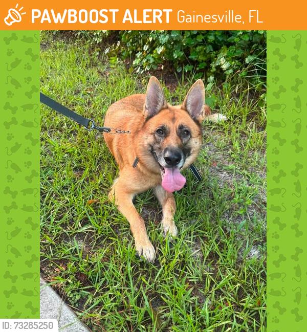Found/Stray Female Dog last seen SW 62nd Ave Gainesville, FL near Finley Woods neighborhood, Gainesville, FL 32608