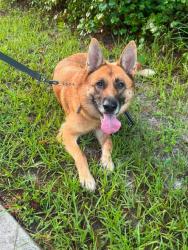 Found/Stray Female Dog last seen SW 62nd Ave Gainesville, FL near Finley Woods neighborhood, Gainesville, FL 32608