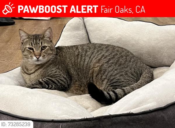 Lost Male Cat last seen Phoenix and olean, Fair Oaks, CA 95628
