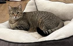 Lost Male Cat last seen Phoenix and olean, Fair Oaks, CA 95628