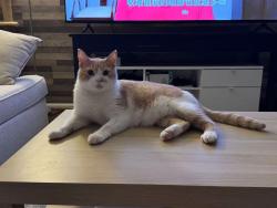 Reunited Male Cat last seen S Maple dr, Katy, TX 77493