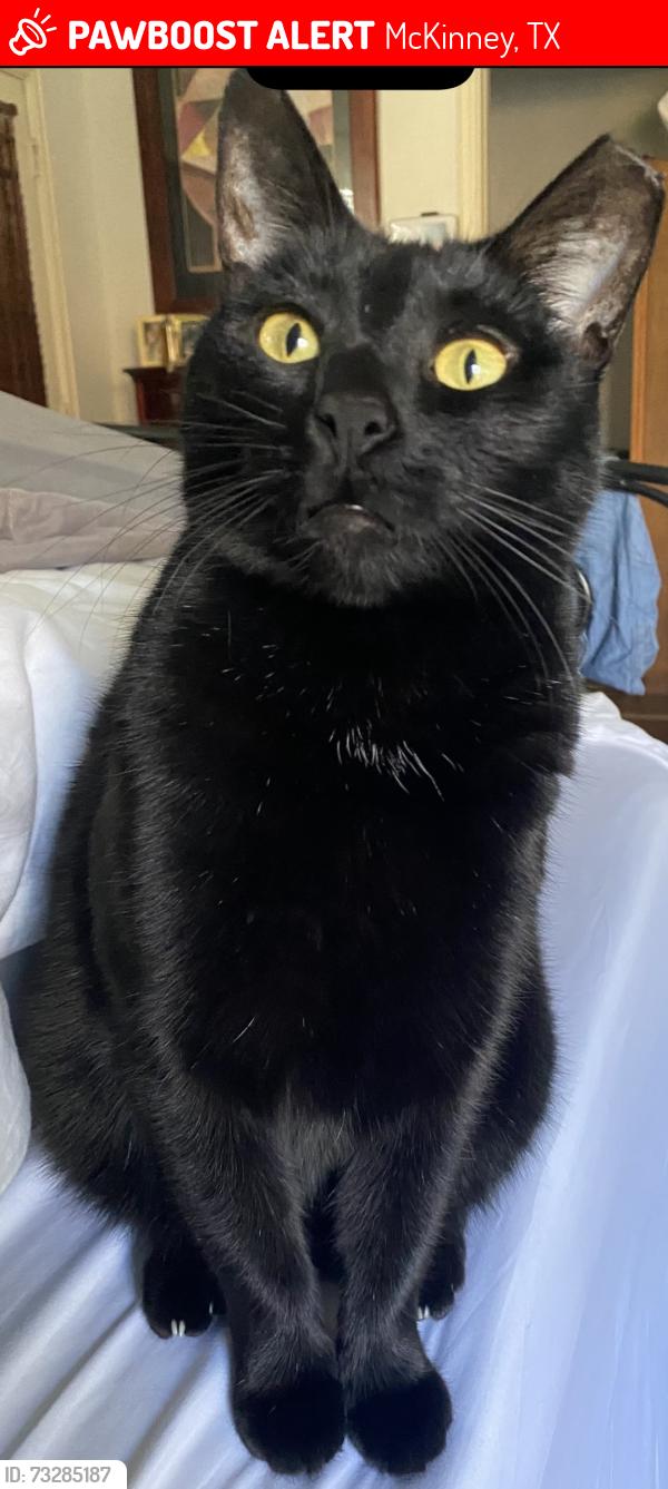 Lost Female Cat last seen Warbler Lane / Covey Glen, McKinney, TX 75072