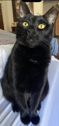 Lost Female Cat last seen Warbler Lane / Covey Glen, McKinney, TX 75072