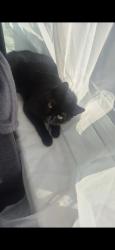 Lost Female Cat last seen ., Nottingham, England 