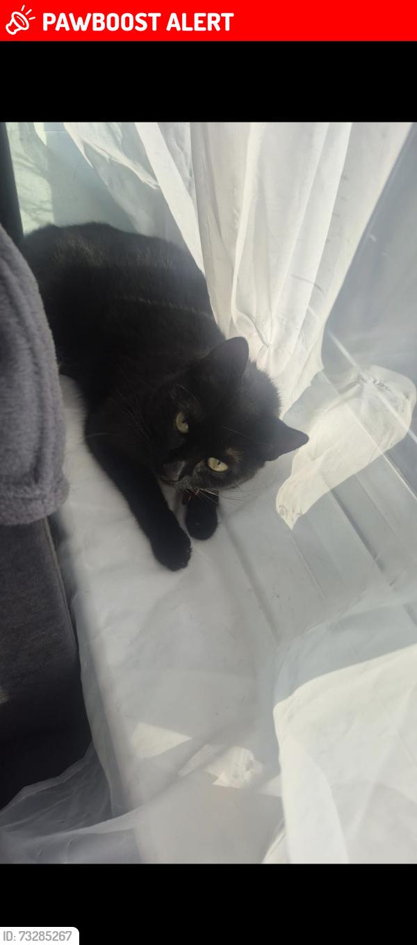 Lost Female Cat last seen ., Nottingham, England 