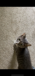 Found/Stray Unknown Cat last seen Central by Menards, Fridley, MN 55421