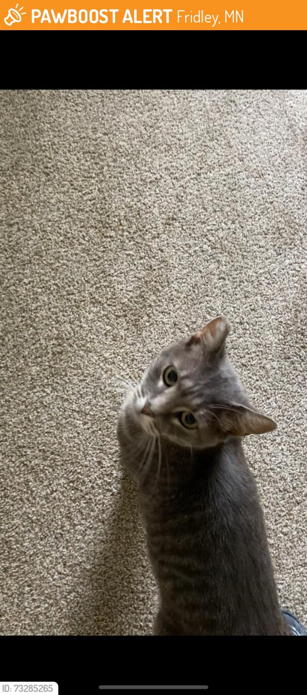 Found/Stray Unknown Cat last seen Central by Menards, Fridley, MN 55421