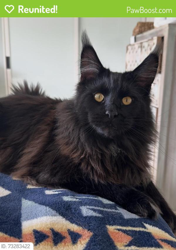 Reunited Male Cat last seen Warner/ Bolsa Chica, Huntington Beach, CA 92649