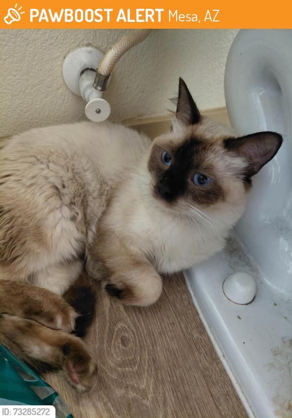 Found/Stray Male Cat last seen Cielo apmts, Mesa, AZ 85204