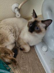 Found/Stray Male Cat last seen Cielo apmts, Mesa, AZ 85204