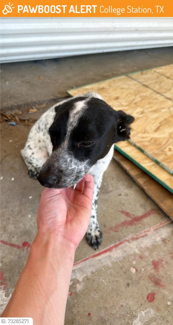 Found/Stray Unknown Dog last seen harvey mitchel, College Station, TX 77840