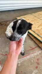 Found/Stray Unknown Dog last seen harvey mitchel, College Station, TX 77840