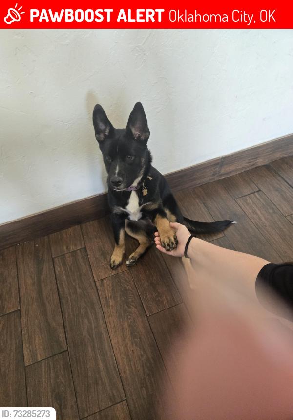 Lost Female Dog last seen Sw 32nd Lee near walker, Oklahoma City, OK 73119