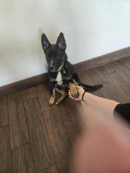 Lost Female Dog last seen Sw 32nd Lee near walker, Oklahoma City, OK 73119