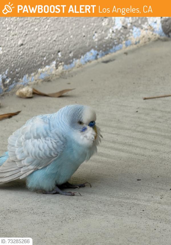Found/Stray Unknown Bird last seen Lincoln and Indiana Ave, Los Angeles, CA 90291