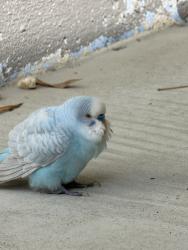 Found/Stray Unknown Bird last seen Lincoln and Indiana Ave, Los Angeles, CA 90291