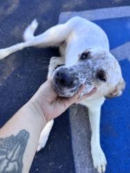 Found/Stray Female Dog last seen Irvington & Butts, Tucson, AZ 85757