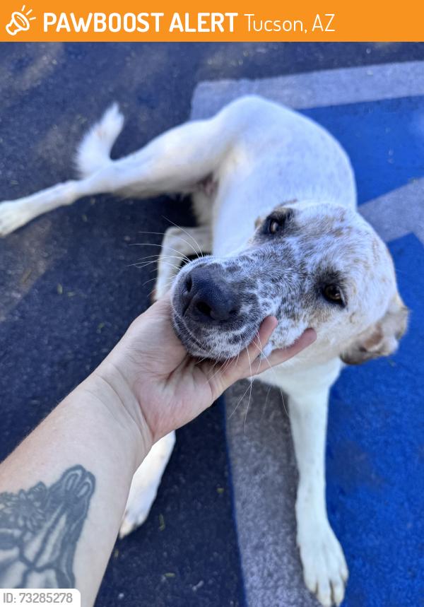 Found/Stray Female Dog last seen Irvington & Butts, Tucson, AZ 85757