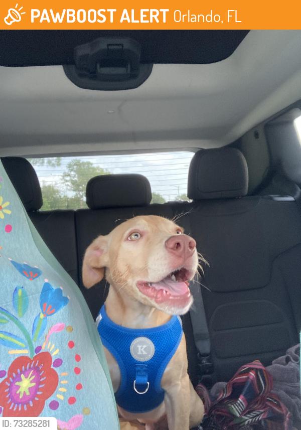 Found/Stray Male Dog last seen Millennia mall, Orlando, FL 32839
