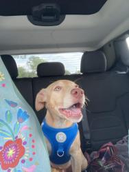 Found/Stray Male Dog last seen Millennia mall, Orlando, FL 32839