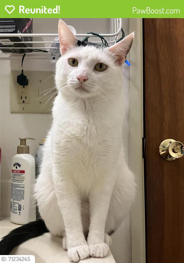 Reunited Male Cat last seen Lakeland Trails, Lake Mills, WI 53551