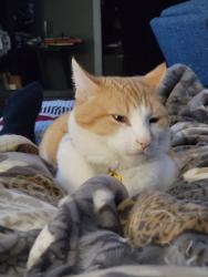 Reunited Male Cat last seen Grape Dr and Parkway Dr, Commerce City, CO 80022