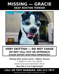 Lost Female Dog last seen Higley and Chandler Heights, Gilbert, AZ 85298