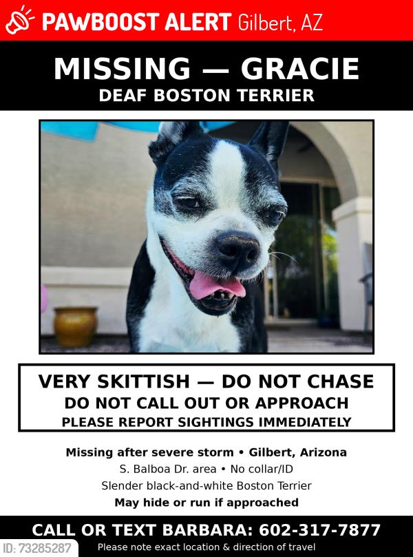 Lost Female Dog last seen Higley and Chandler Heights, Gilbert, AZ 85298