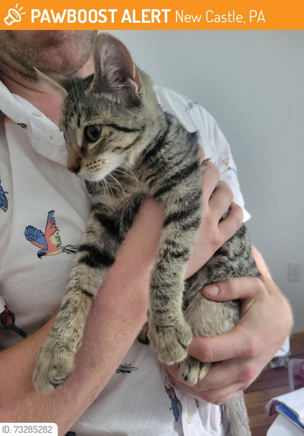 Found/Stray Female Cat last seen Daves Auto Center, Taylor St., New Castle, PA 16101