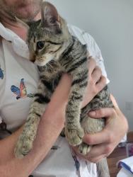 Found/Stray Female Cat last seen Daves Auto Center, Taylor St., New Castle, PA 16101
