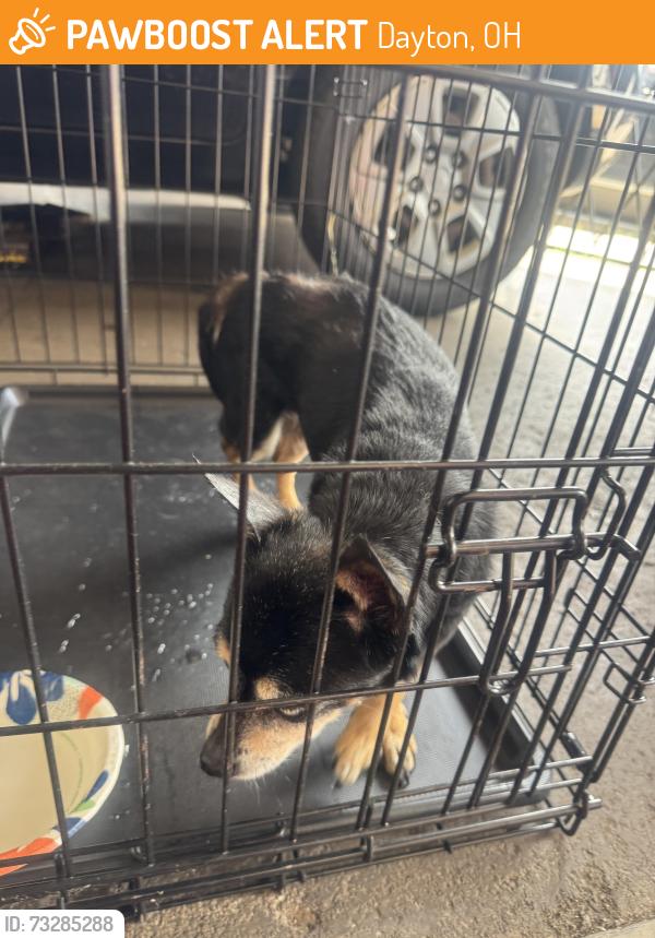 Found/Stray Male Dog last seen Josie and st jude, Dayton, OH 45403