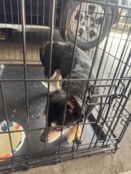 Found/Stray Male Dog last seen Josie and st jude, Dayton, OH 45403