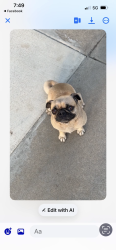Found/Stray Female Dog last seen Liberty park, Farmersville, CA 93223