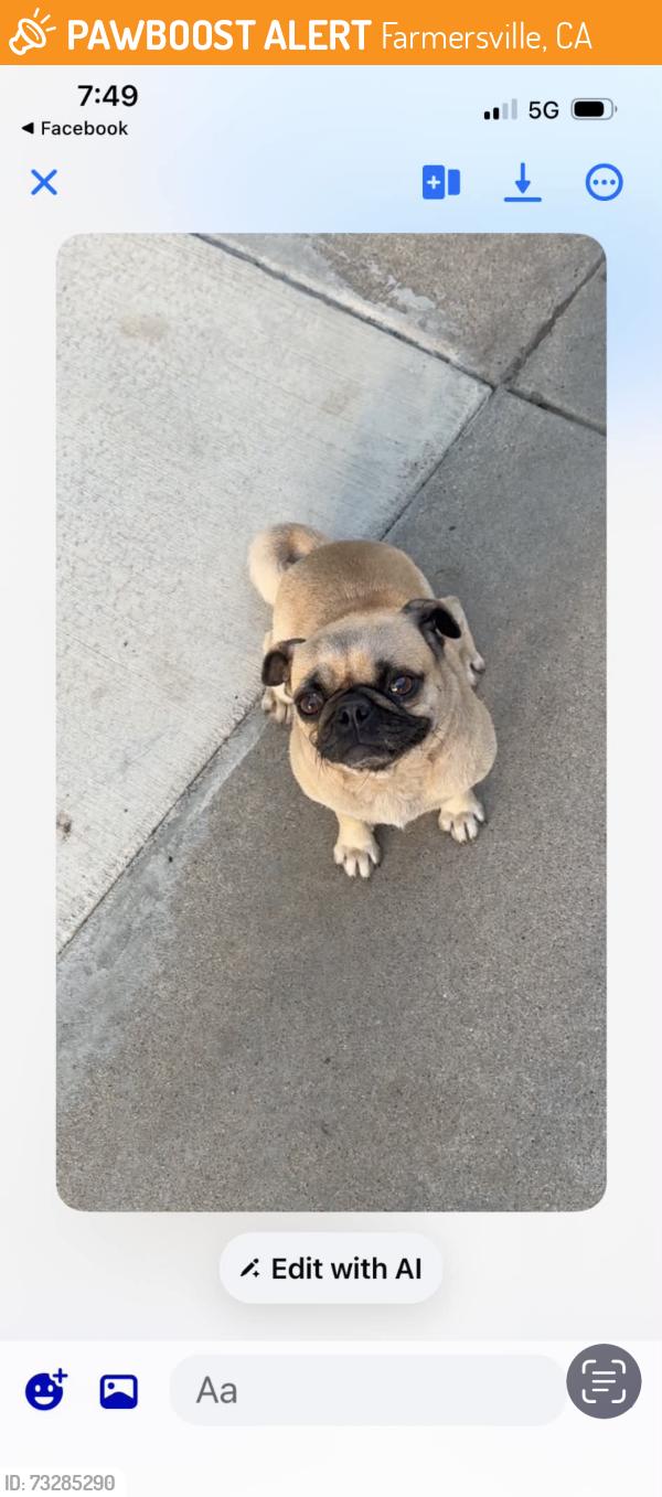 Found/Stray Female Dog last seen Liberty park, Farmersville, CA 93223