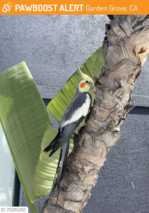 Found/Stray Unknown Bird last seen Homewood suites pool, Garden Grove, CA 92840