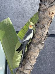 Found/Stray Unknown Bird last seen Homewood suites pool, Garden Grove, CA 92840