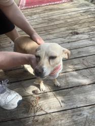 Found/Stray Female Dog last seen Bammel N Houston and Beltway 8 North, Houston, TX 77086