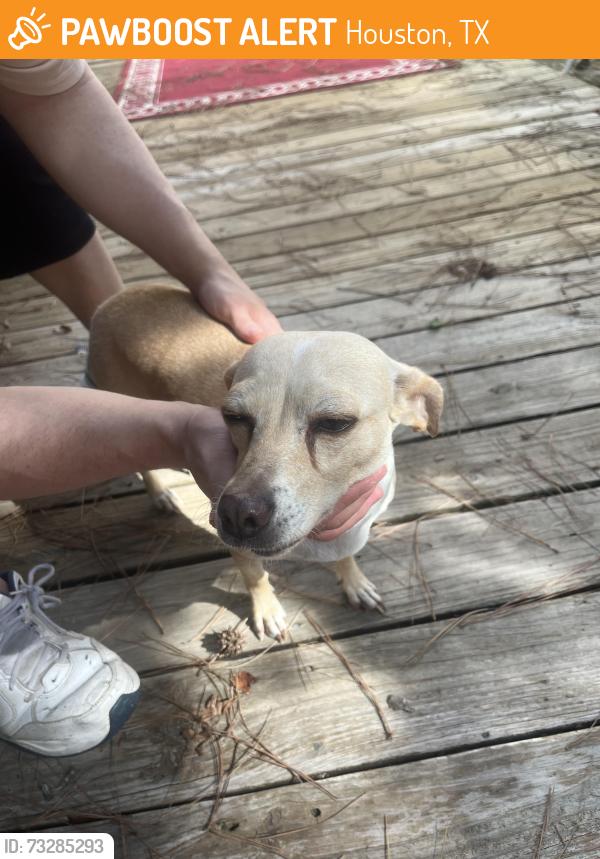 Found/Stray Female Dog last seen Bammel N Houston and Beltway 8 North, Houston, TX 77086