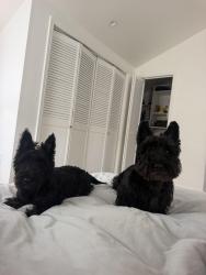 Reunited Male Dog last seen El Carmelo and South Court, Palo Alto, CA 94306