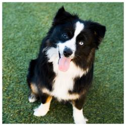 Reunited Male Dog last seen Franela dr, San Jose, CA 95124