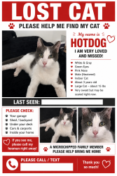 Lost Female Cat last seen Forest wood, Eastvale, CA 92880