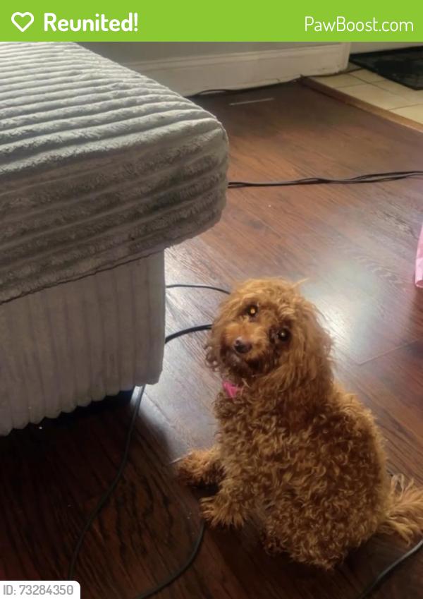 Reunited Female Dog last seen Aramingo, Philadelphia, PA 19134