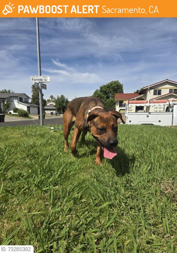 Found/Stray Female Dog last seen James rutter school, Sacramento, CA 95828