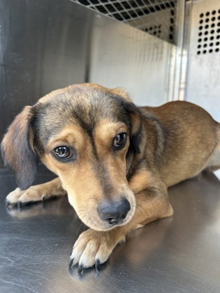 Shelter Stray Male Dog last seen Near HAMPSHIRE BLVD, East District,, 355 Hillshire Dr, Haslet, TX 76052, USA