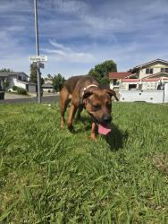 Found/Stray Female Dog last seen James rutter school, Sacramento, CA 95828