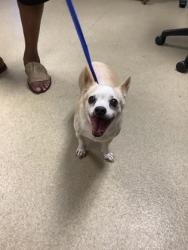 Shelter Stray Male Dog last seen Near E BALTIMORE AVE, East District, TX, 355 Hillshire Dr, Haslet, TX 76052, USA