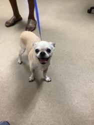 Shelter Stray Male Dog last seen Near E BALTIMORE AVE, East District, TX, 355 Hillshire Dr, Haslet, TX 76052, USA