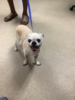 Shelter Stray Male Dog last seen Near E BALTIMORE AVE, East District, TX, 355 Hillshire Dr, Haslet, TX 76052, USA